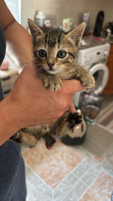 Adopter Tedy