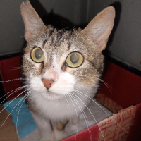 Adopter  chat : Nymeria