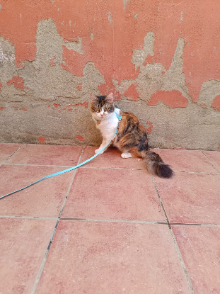 Adopter Yakira