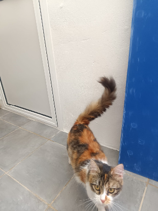 Adopter Yakira