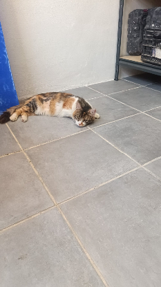 Adoption Yakira