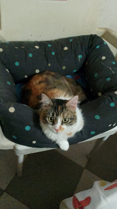 Adoption Yakira