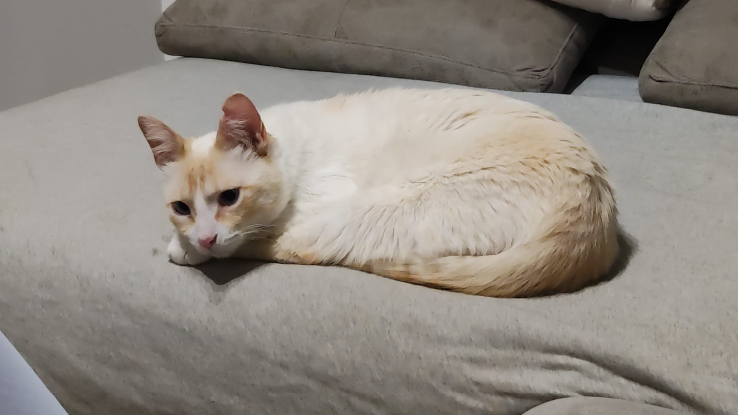 Adopter Jacob