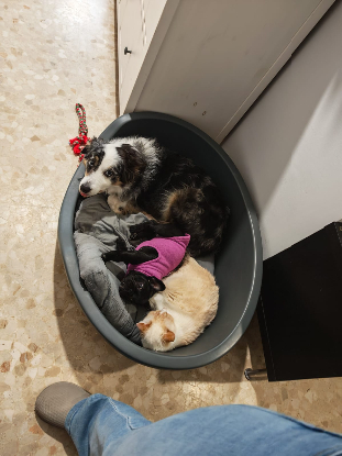 Adoption Jacob