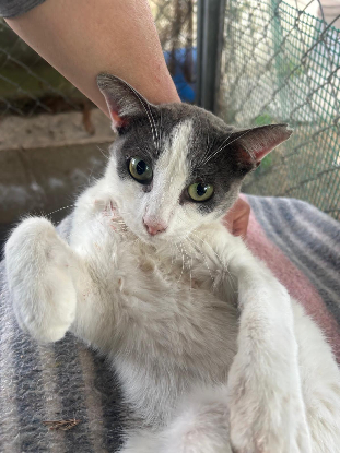 Adopter Dandy
