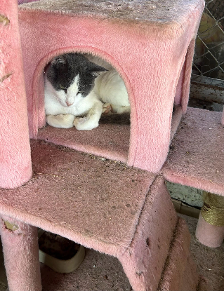 Adopter Dandy