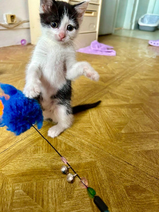 Adopter Comète
