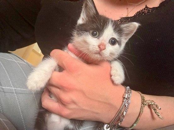 Adopter Comète