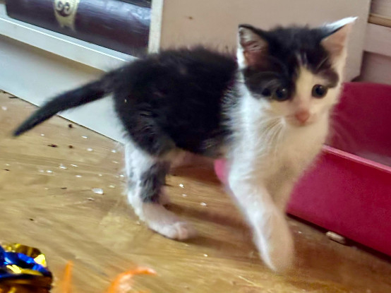 Adopter Comète