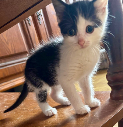 Adoption Comète