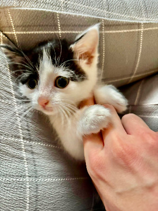 Adoption Comète