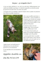 Adopter  chat : Ziza
