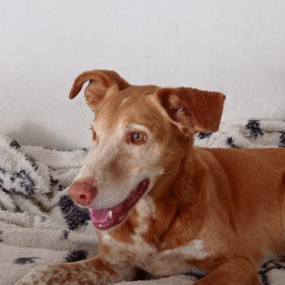 Adopter Toni