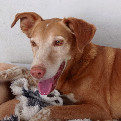 Adopter Toni