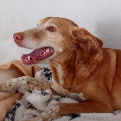 Adoption Toni