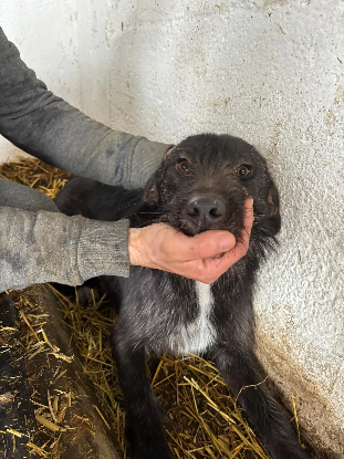 Adopter Luline