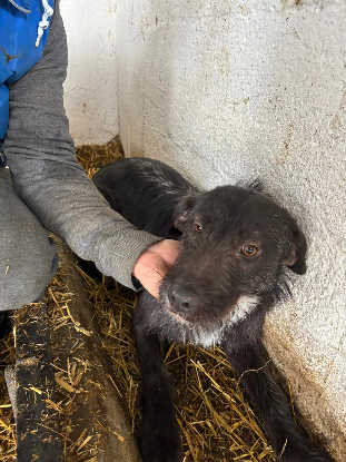 Adopter Luline