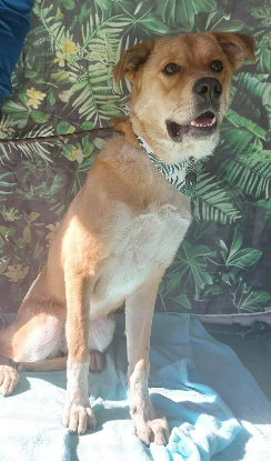 Adopter Kiwi