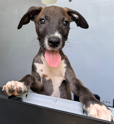 Adopter Kai