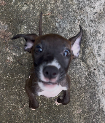 Adopter Kai