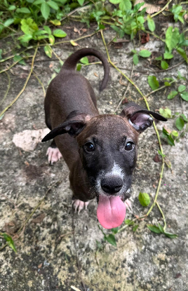 Adopter Kai