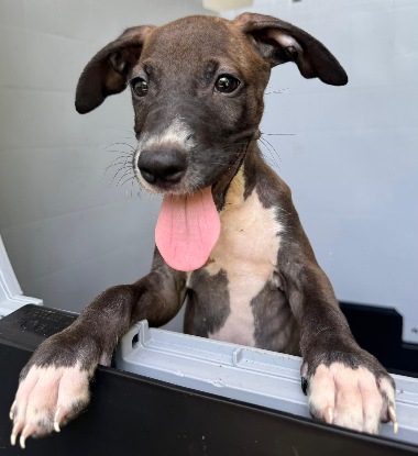 Adoption Kai