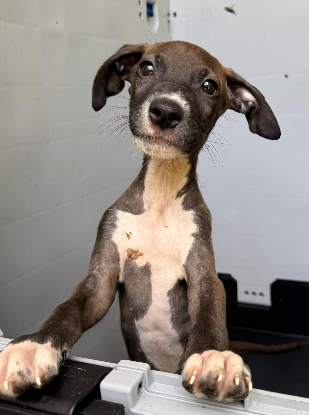 Adoption Kai