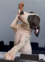 Adopter  chien : Kimi