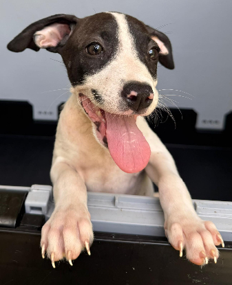 Adopter Kimi