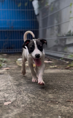 Adopter Kimi