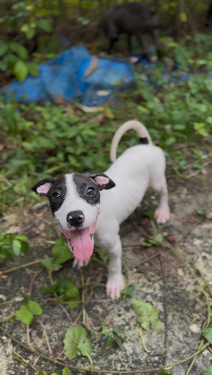 Adoption Kimi