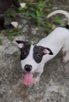 Adoption Kimi