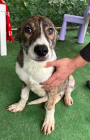 Adopter  chien : Koda