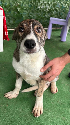 Adopter Koda