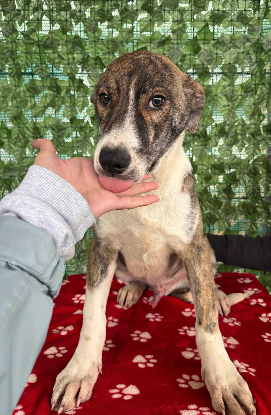 Adopter Koda