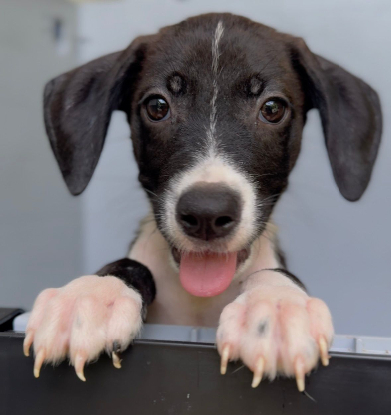Adopter Koda
