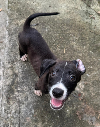 Adopter Koda