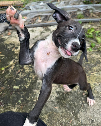 Adopter Koda