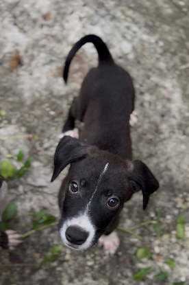 Adoption Koda