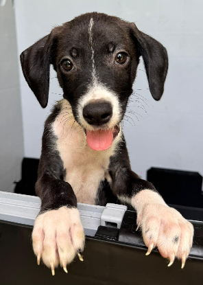 Adoption Koda