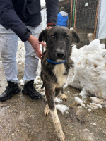 Adopter  chien : Canaille