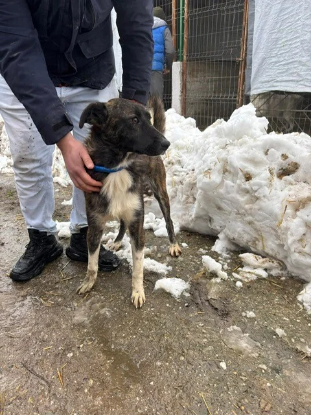 Adopter Canaille