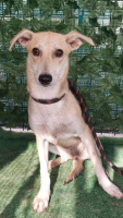 Adopter  chien : June