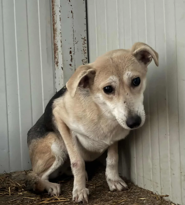 Adopter June