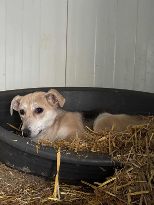 Adoption June