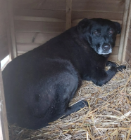 Adopter  chien : Emile