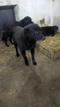 Adopter Emile