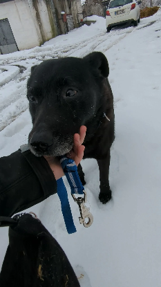 Adopter Emile