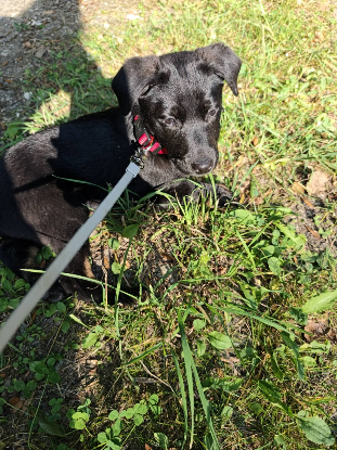 Adopter Loupix