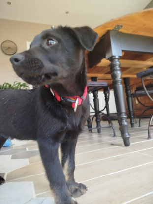 Adopter Loupix